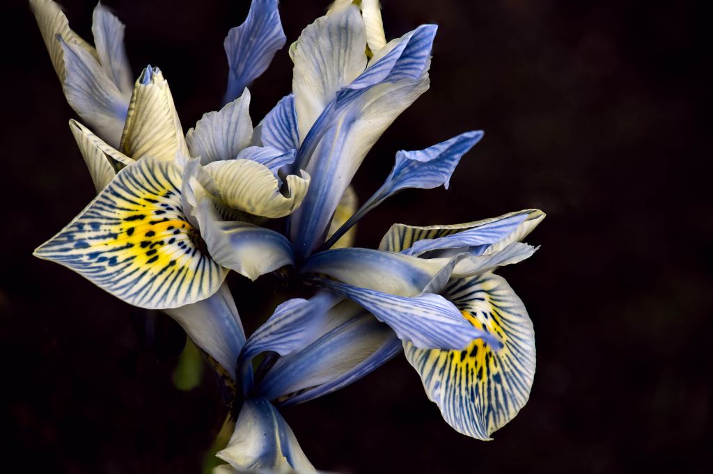 Iris bleus