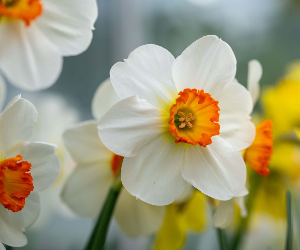 Jonquilles blanches orange