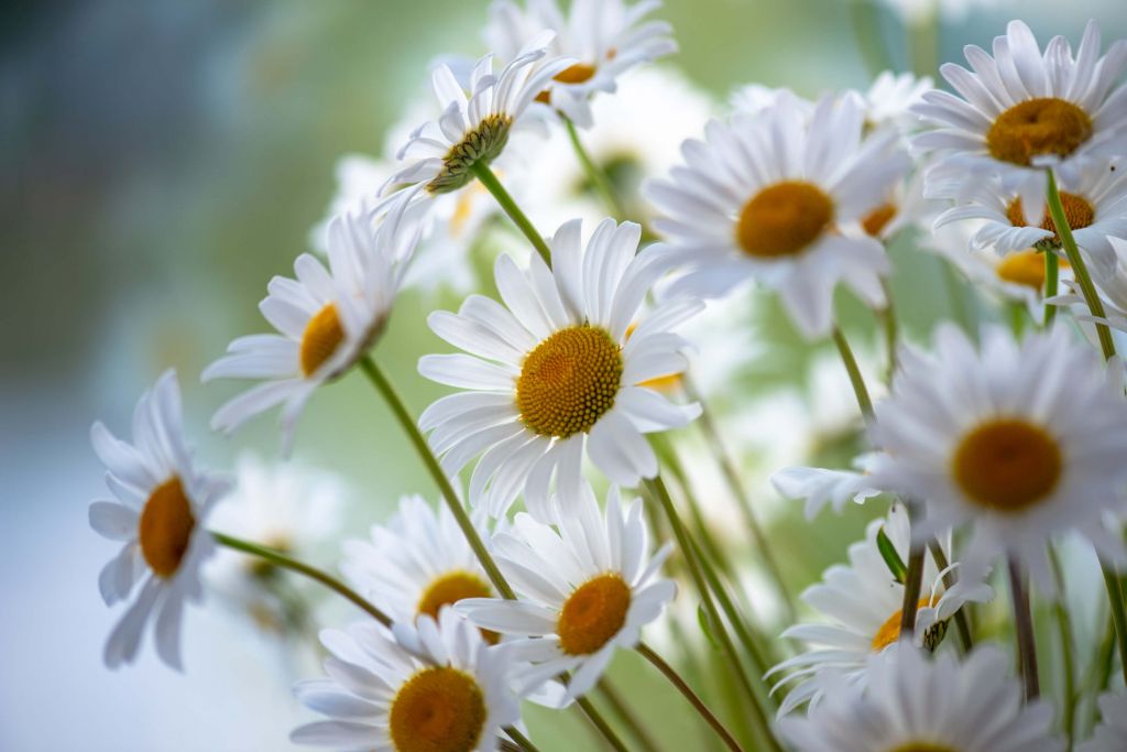 Gros plan sur les marguerites