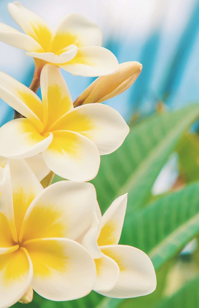 Fleur de plumeria blanc jaune