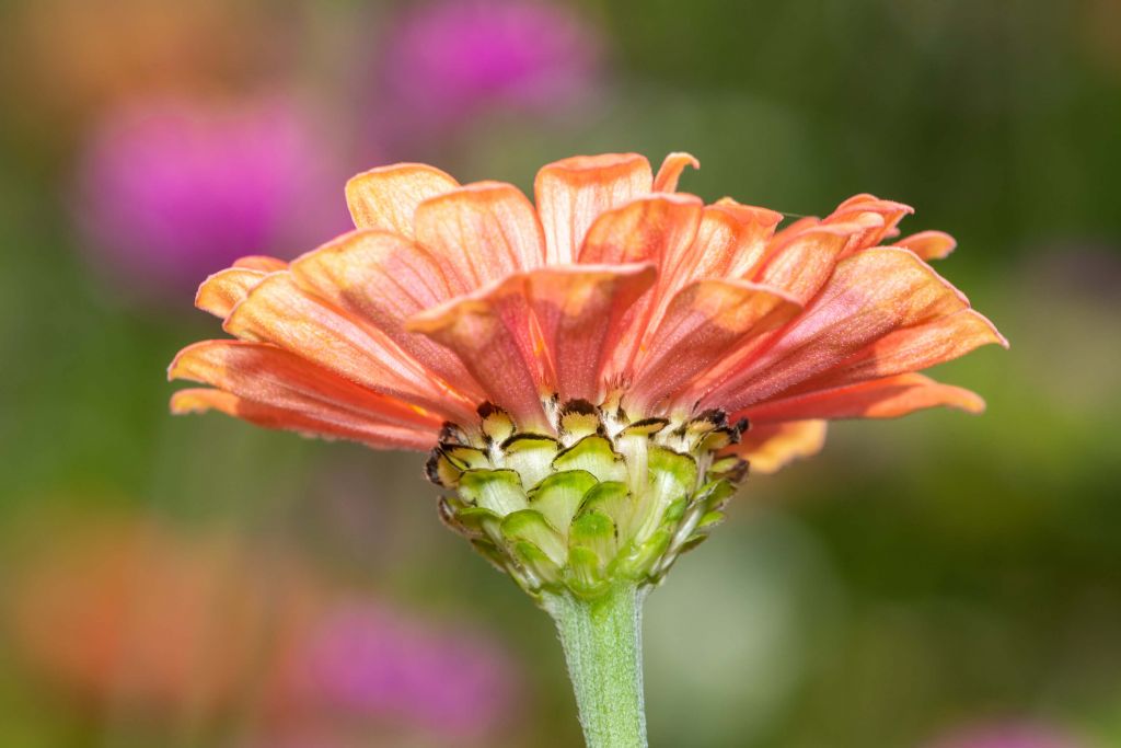 Fleur détaillée