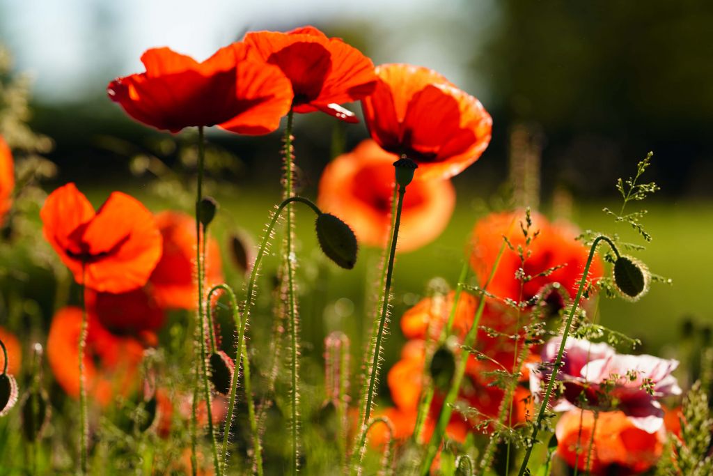 Coquelicots