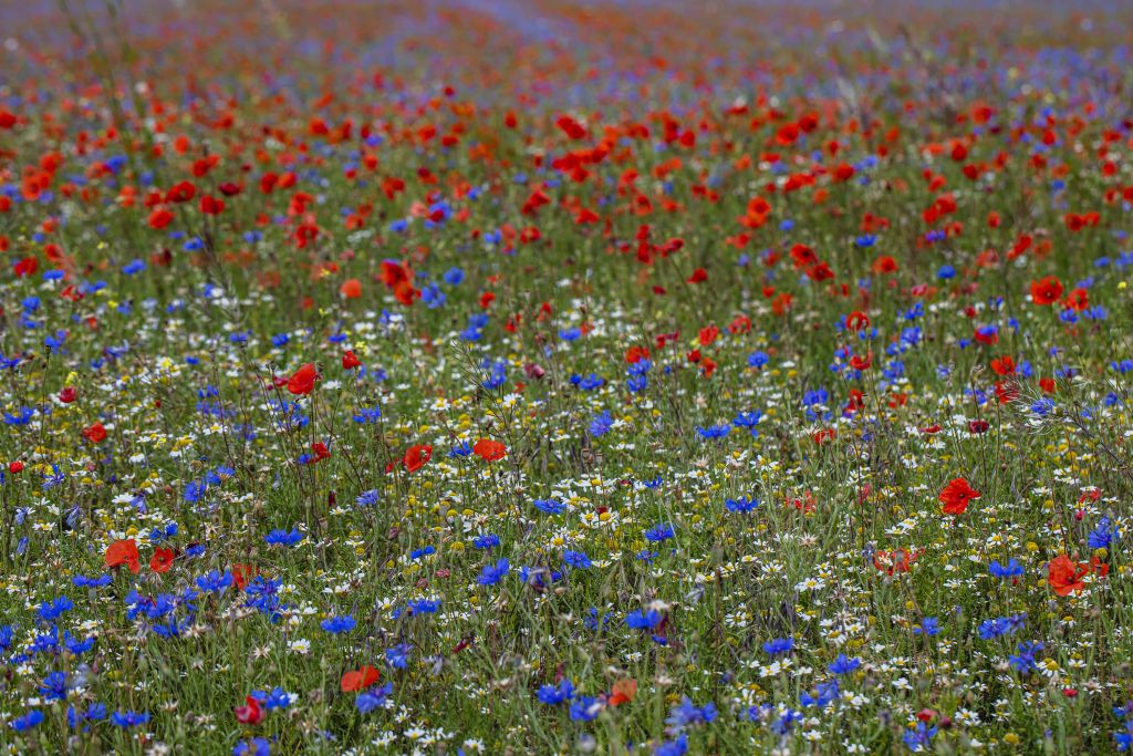 Champ plein de coquelicots