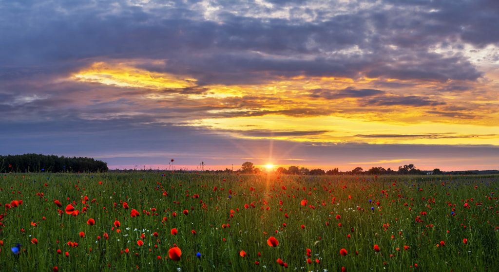 Paysage de coquelicots