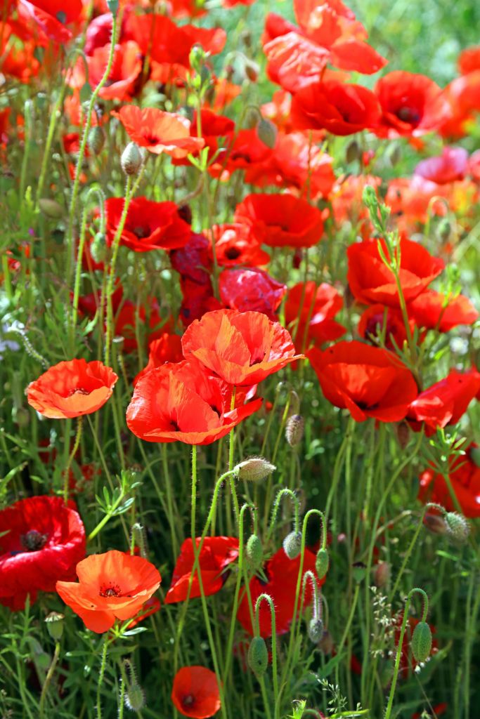 Gros plan sur des coquelicots