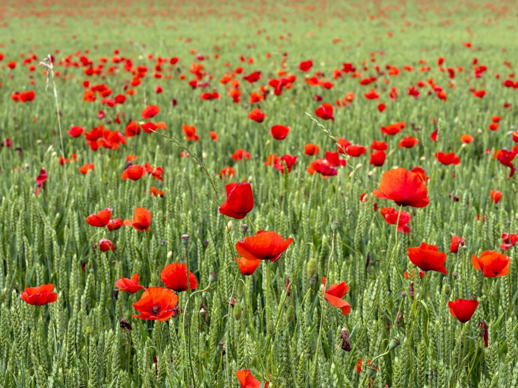 Champ de coquelicots rouges