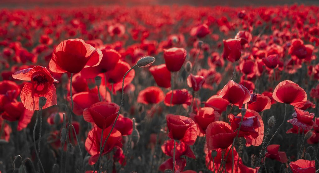 Des coquelicots dans un style sombre