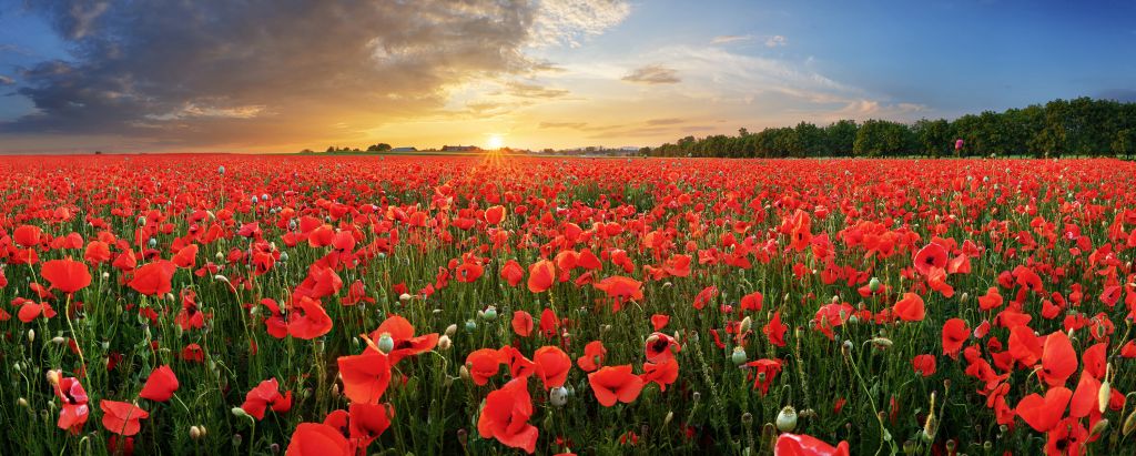 Coucher de soleil avec des coquelicots