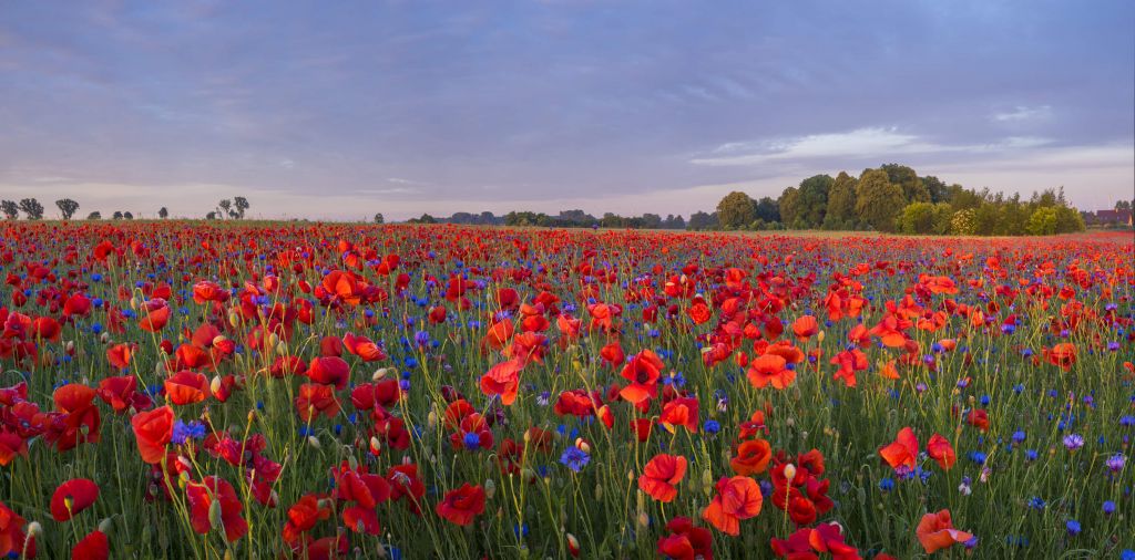 Fleurs bleues et coquelicots rouges