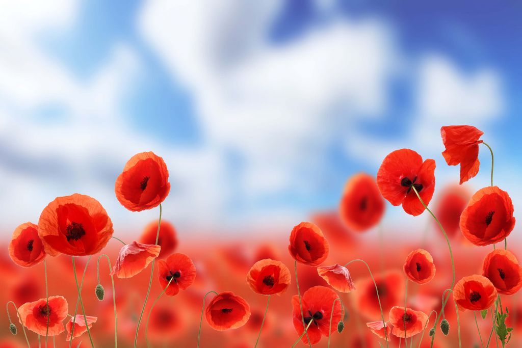 Ciel bleu et coquelicots rouges