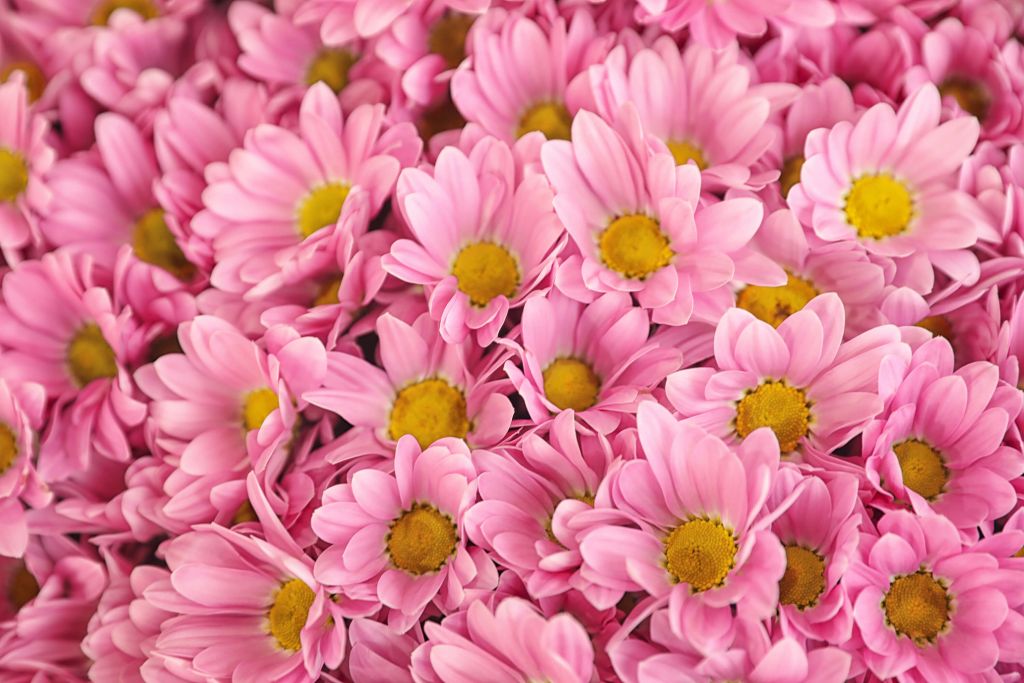 Marguerites roses