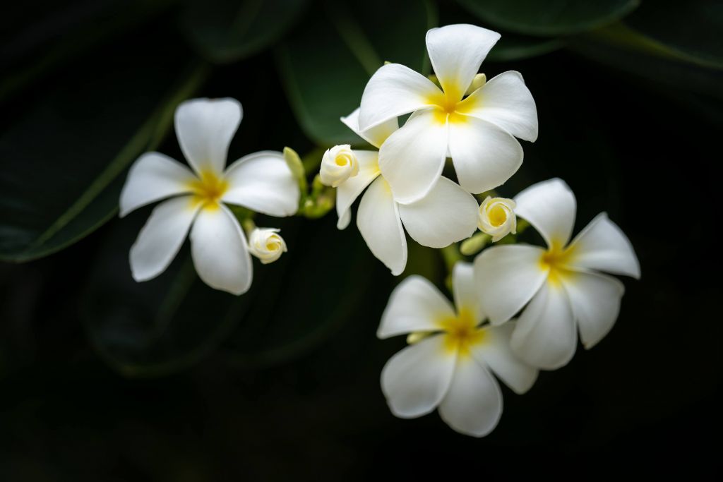 Close-up Plumeria