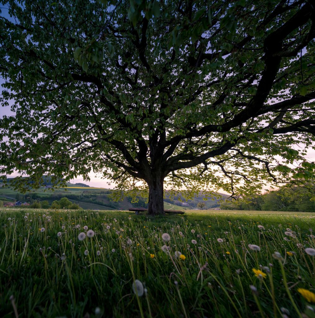 Arbre de printemps et pissenlits
