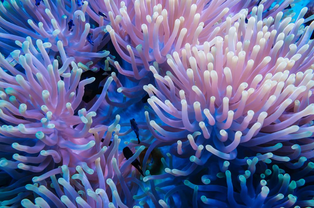 Closeup Coral