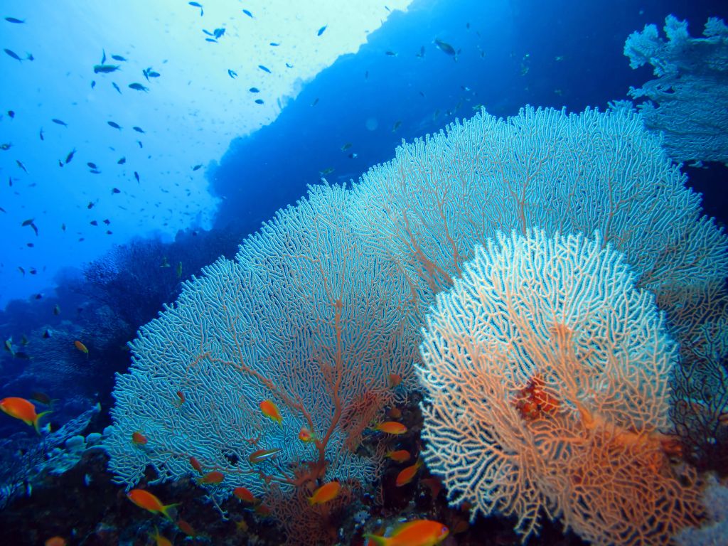 Corail avec poissons