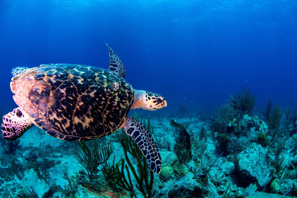 Tortue nageant dans l'océan