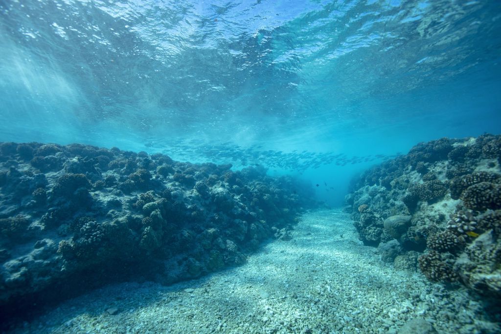 Monde sous-marin avec corail