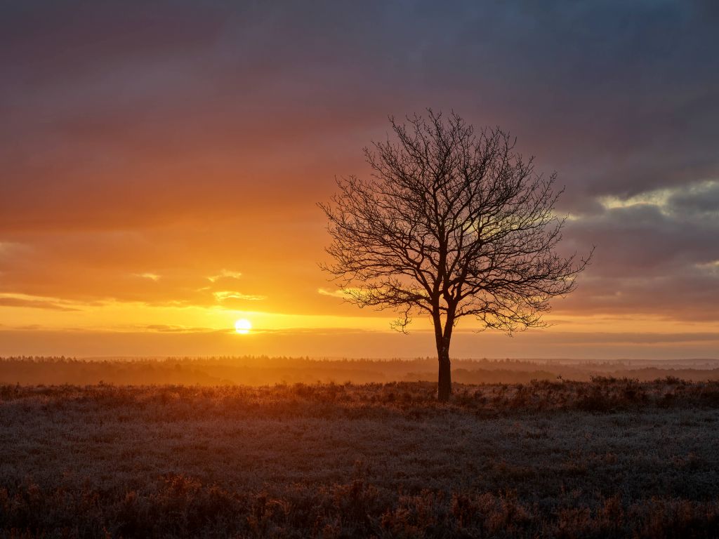 Lever de soleil coloré sur la lande