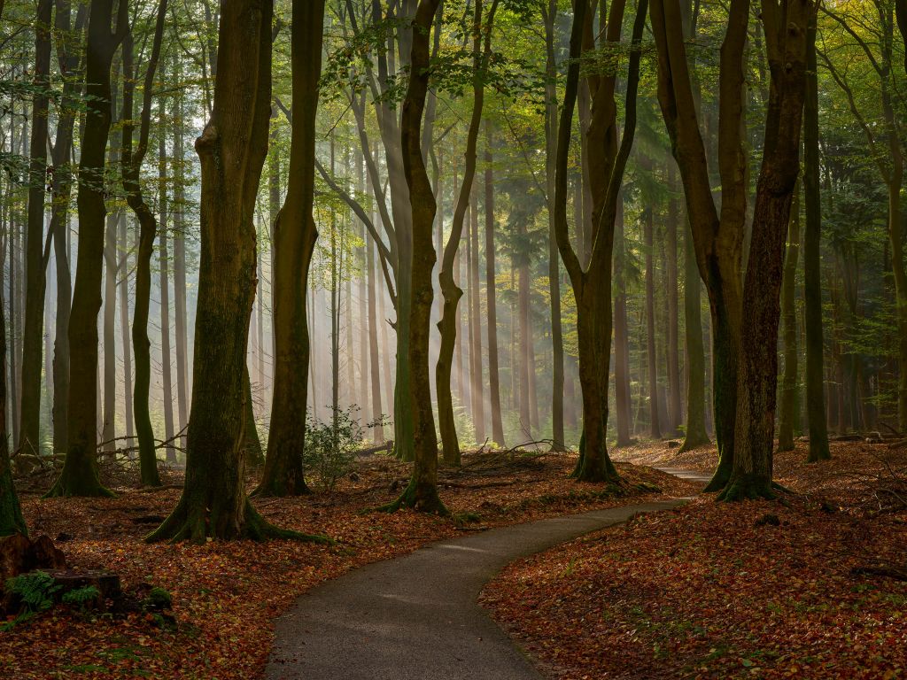 Rayons de soleil sur un chemin à travers les bois