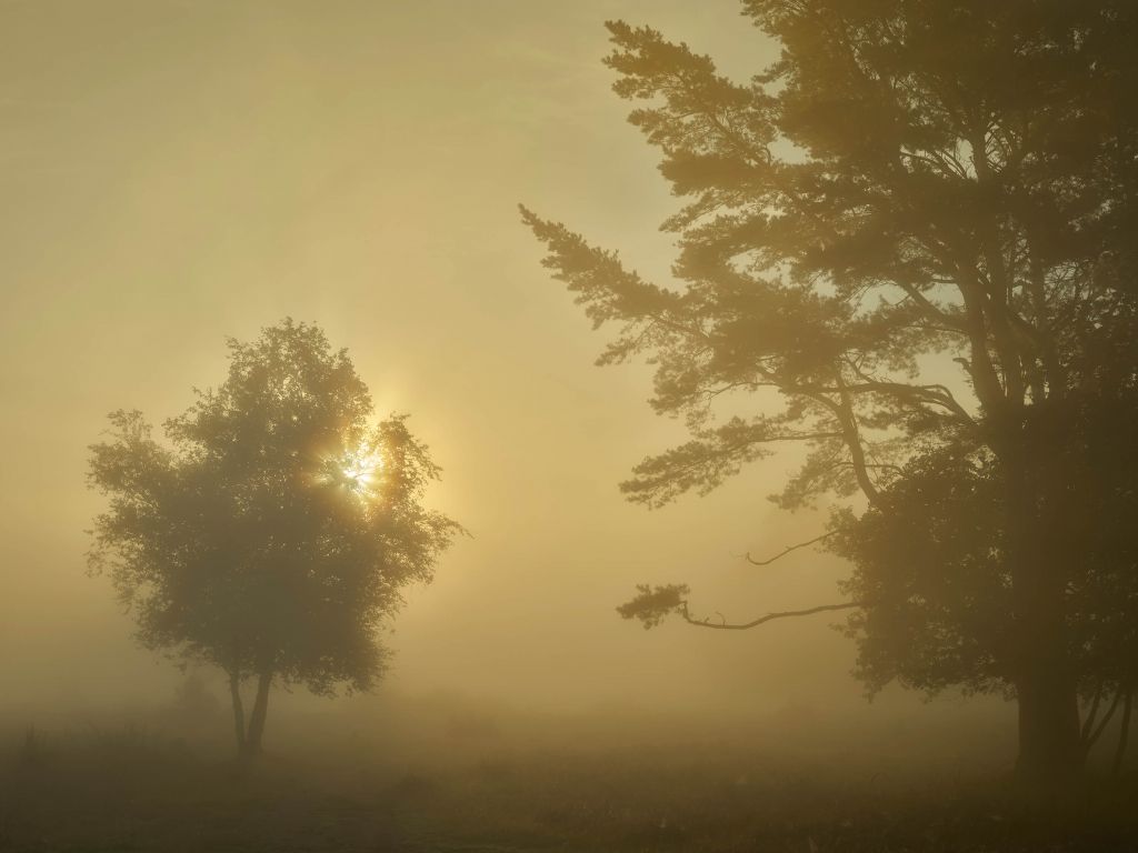 Lever de soleil dans le brouillard