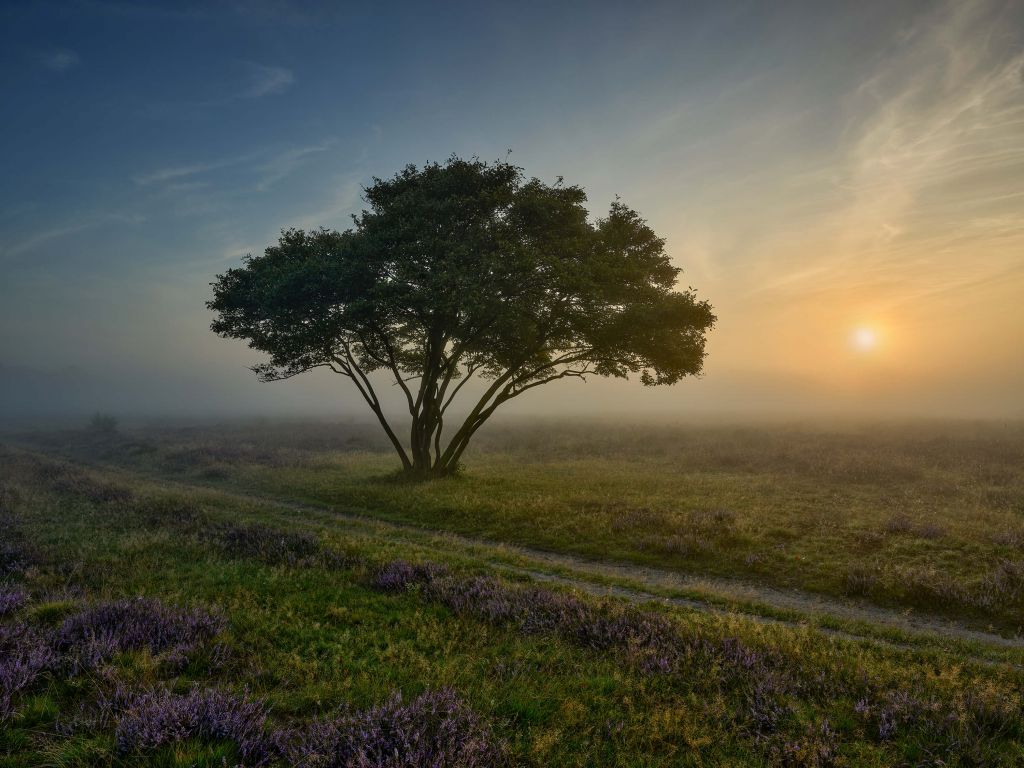 Lever de soleil sur la lande