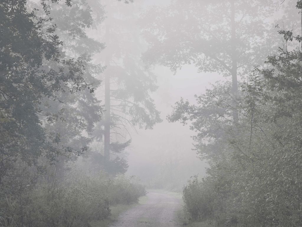 Route à travers la forêt brumeuse
