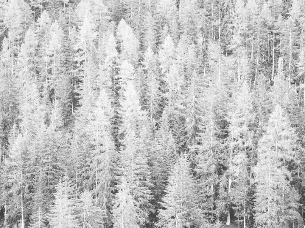 Les conifères en noir et blanc