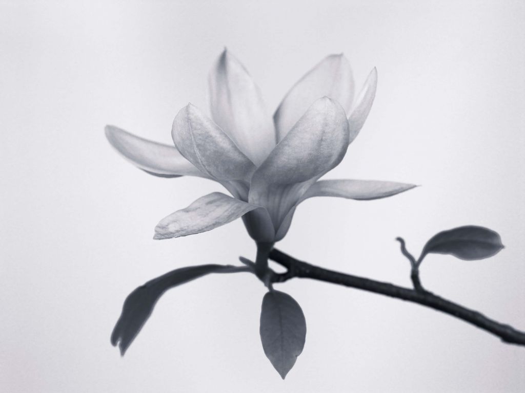 Magnolia