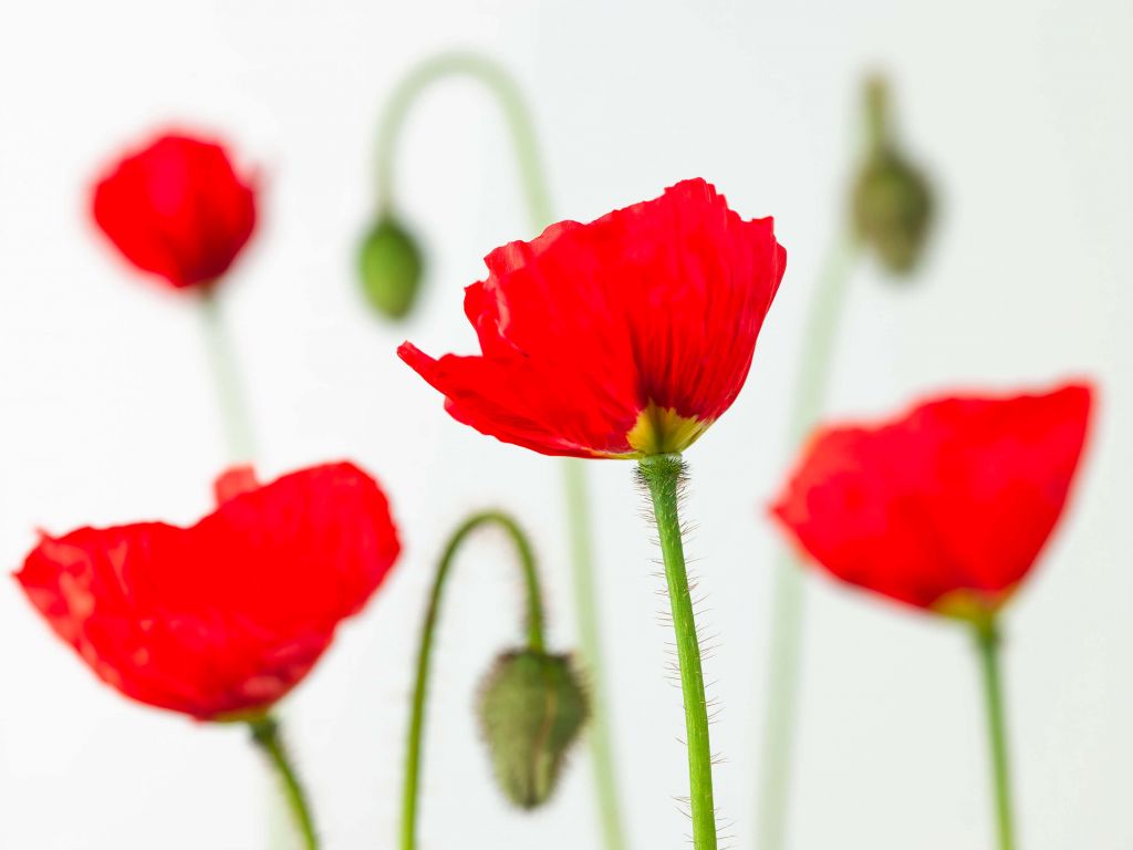 Coquelicots en gros plan