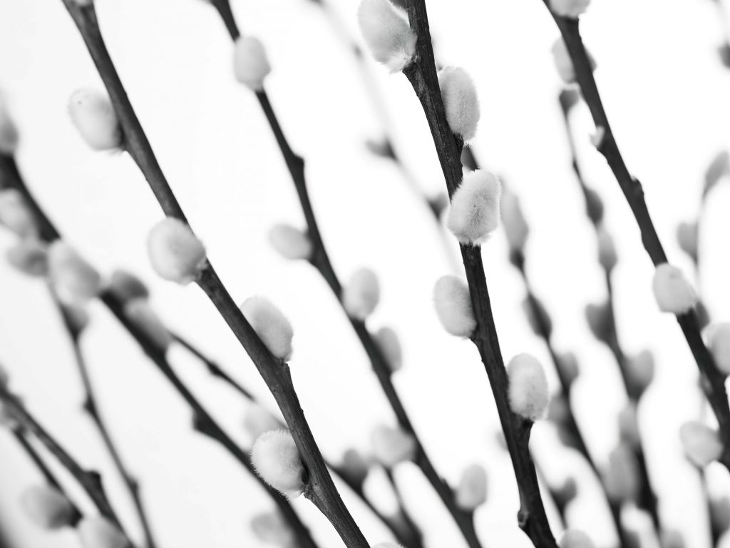 Saule de la forêt en noir et blanc