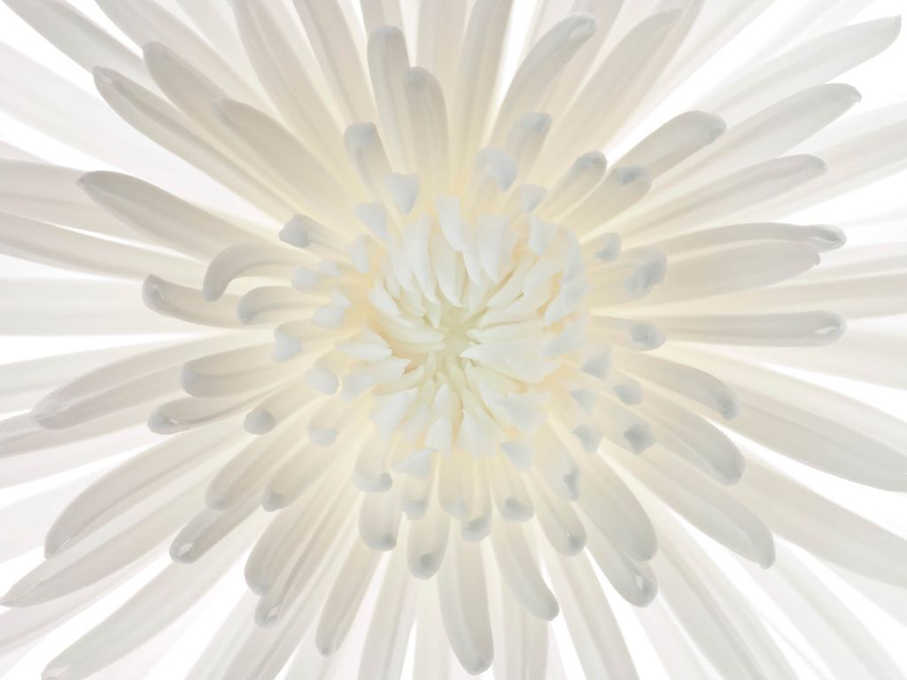 Chrysanthème