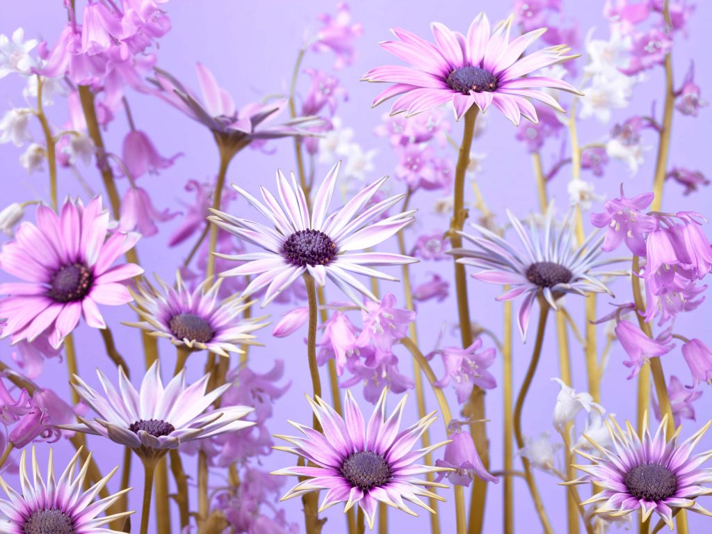 Fleurs violettes