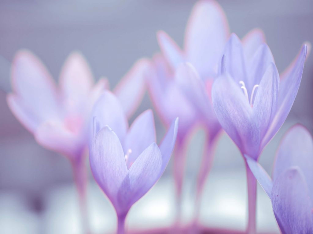 Crocus