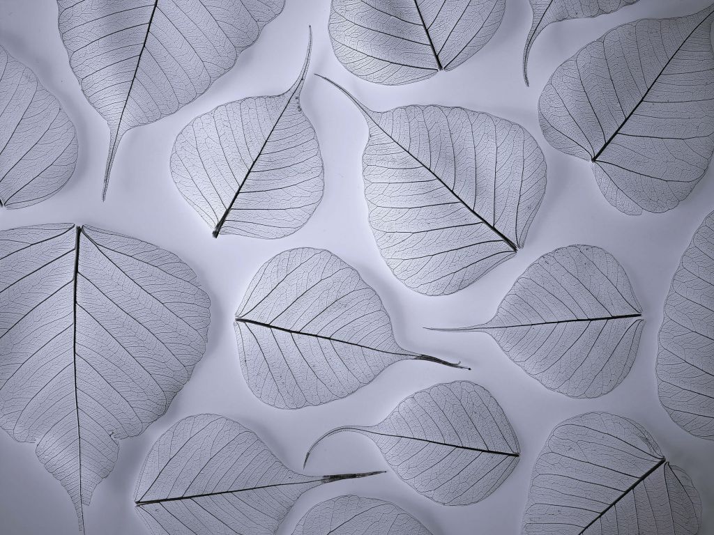Feuilles