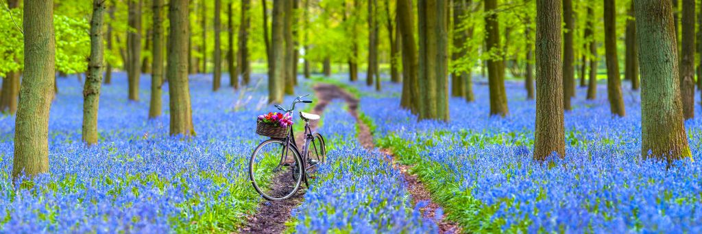 Belle bicyclette dans la forêt