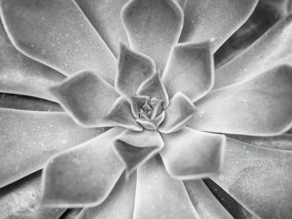 Succulent en noir et blanc