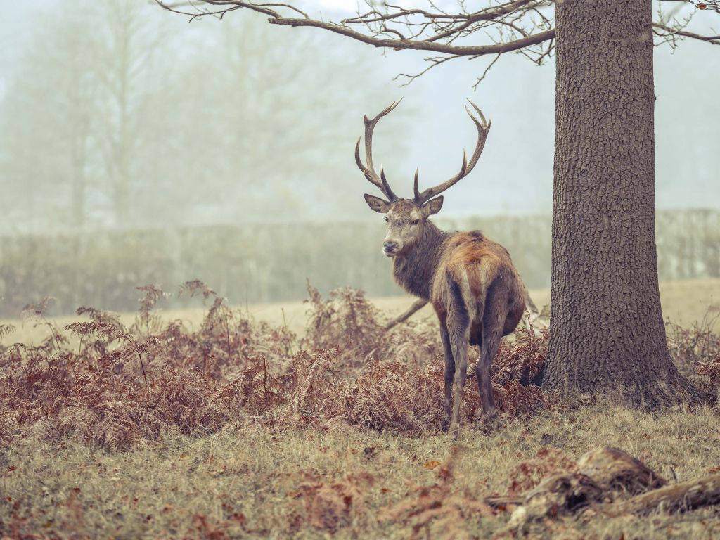 Un cerf dans le brouillard
