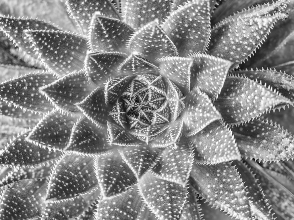 Succulente en noir et blanc