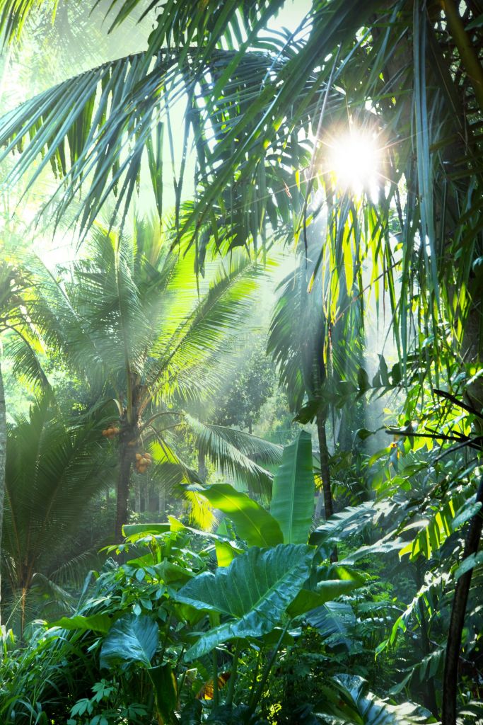 Dans la forêt tropicale