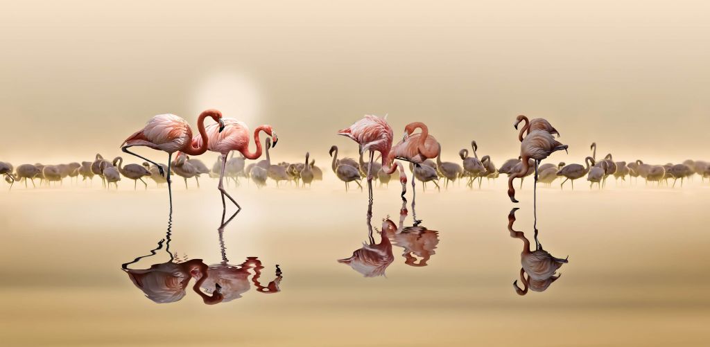 Flamingo Family