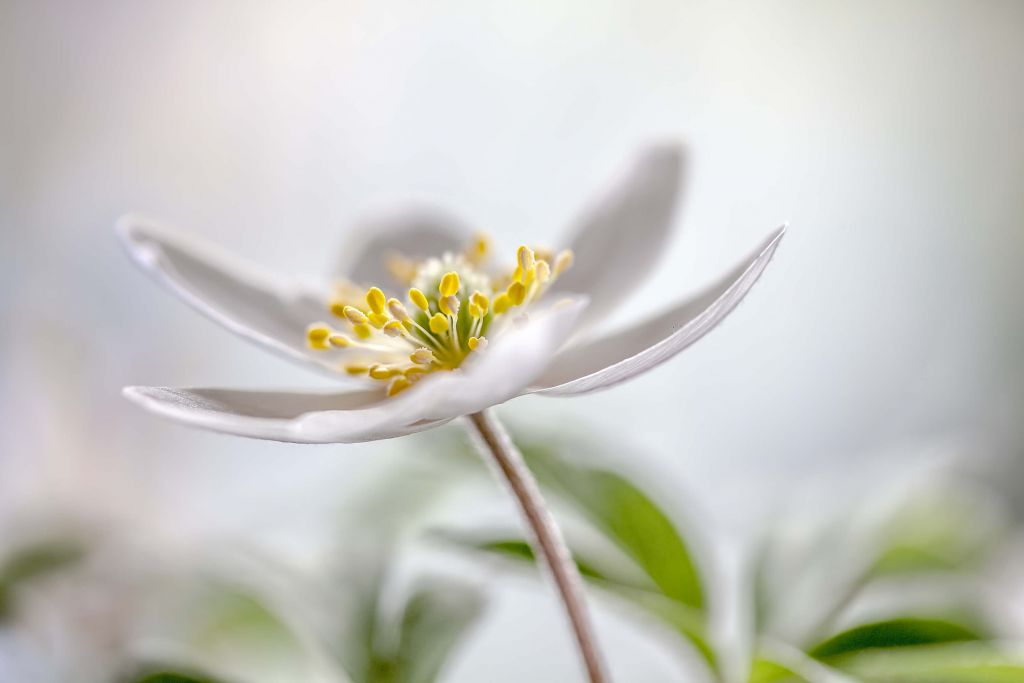 Wood Anemone