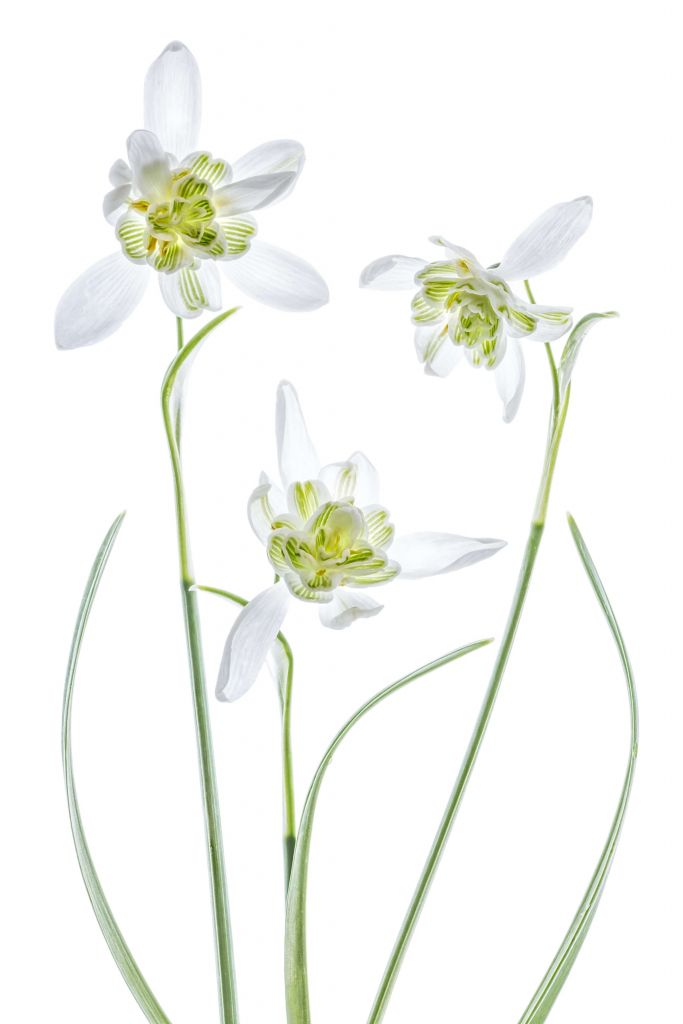 Galanthus Flore Pleno