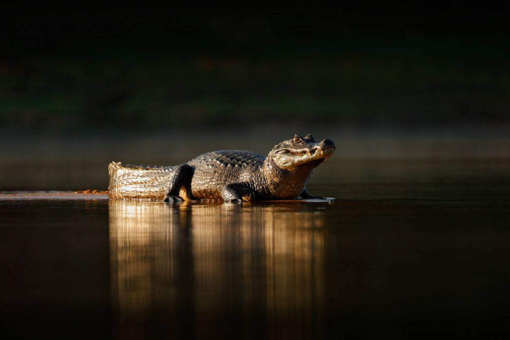 Crocodile dans le soleil du soir