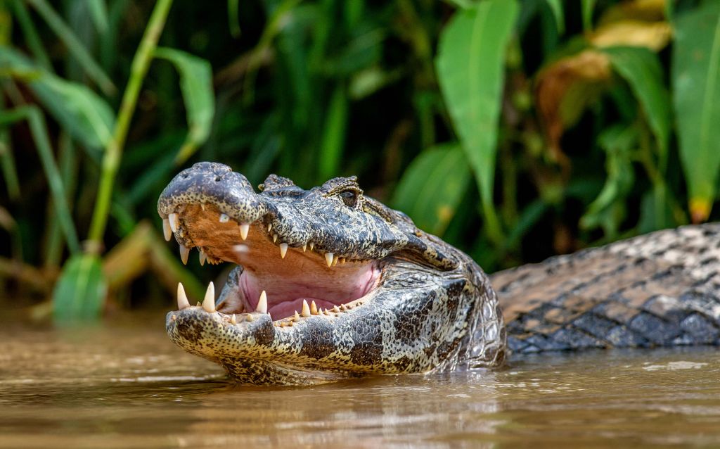 Crocodile dans un lac
