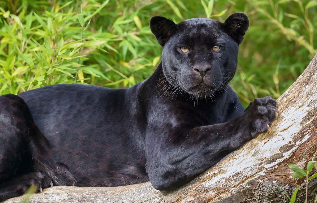 Panthère noire sur un arbre