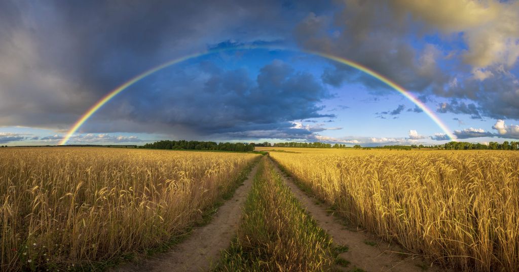 Arc-en-ciel sur un champ de blé