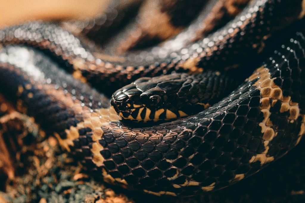 Serpent de près