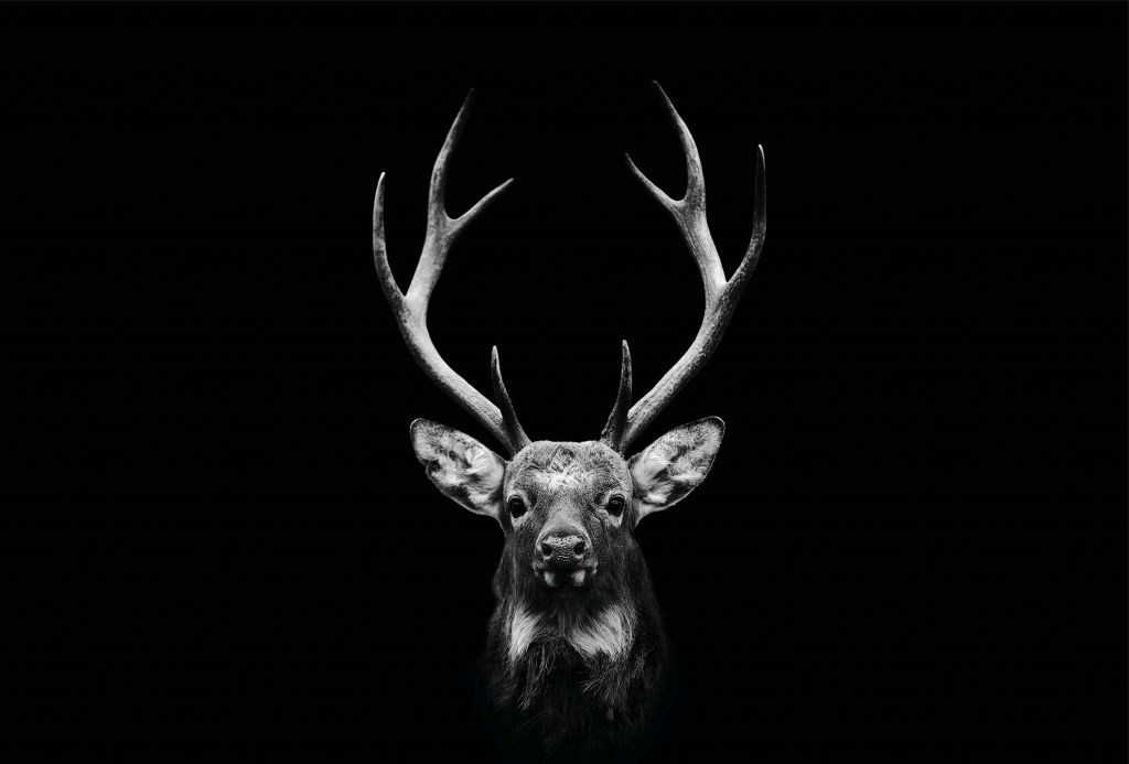 Dark Deer