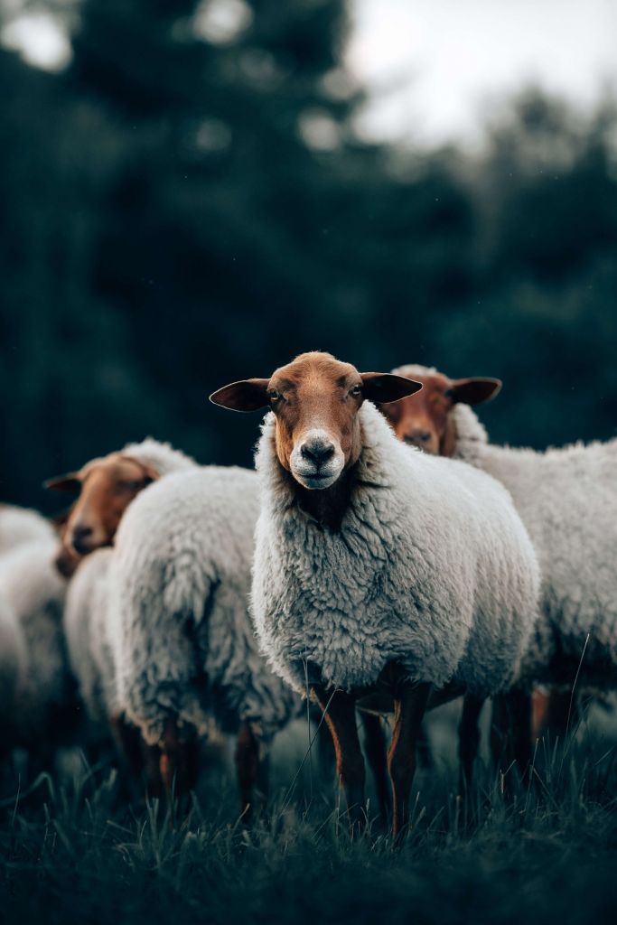 Moutons le soir