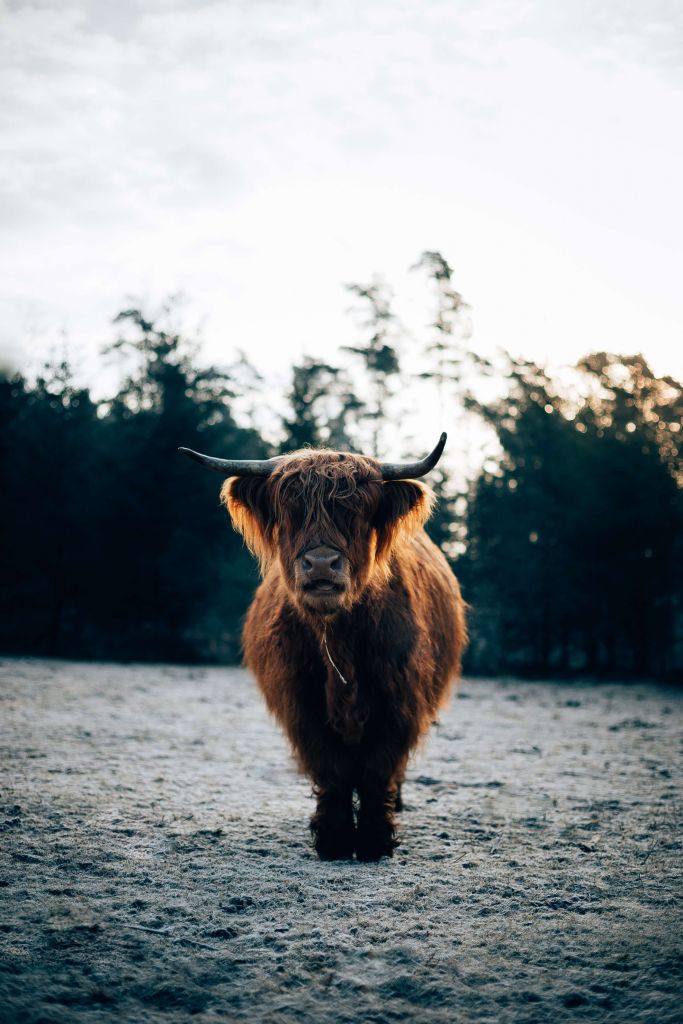 Highlander écossais dans le soleil du matin